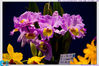 檔名 : IMG_00137.jpg
檔案大小 : 303KB
相片尺寸(維度):1800x1200
新增日期:2012/3/12 6:57 IMG_00137.jpg